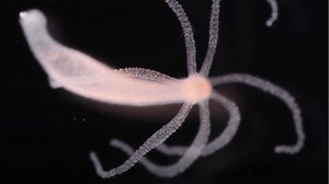 The many-headed hydra is a real creature that regenerates itself and can live "forever"