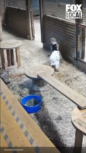 Canadian farm owner fights off cougar to save baby goat
