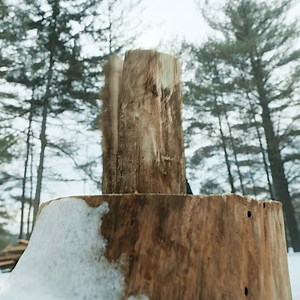 The branches of family are harder to sever. | Dexter on Showtime