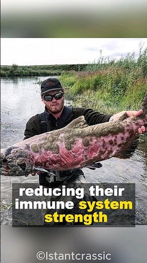 Zombie Salmon | From Freshwater Heroes To Living Corpse's