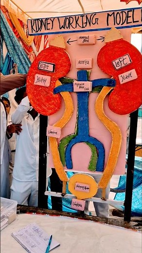 Kidney Working Modal 3d At Anweshika-02 #scienceproject #shorts