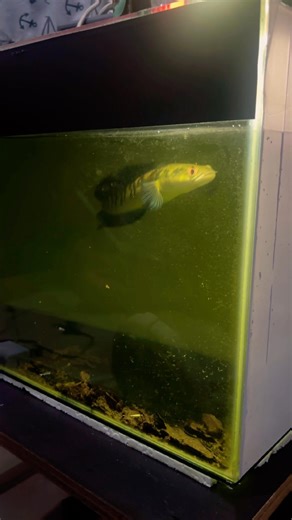 Feeding Channa fish #aquarium #channa #foryou