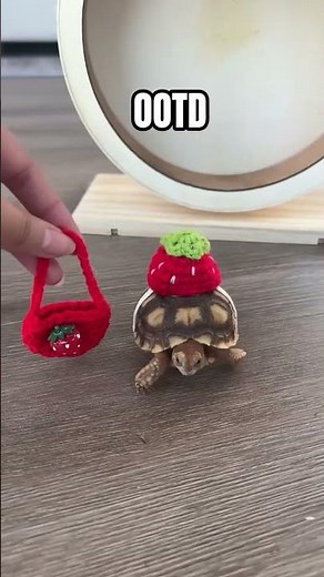 Cute Dressed Turtles Compilation 🐢
