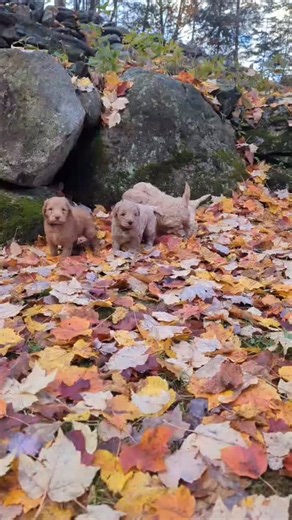 Imagine…. 🍁playing in the leaves with your Australian Labradoodle puppy. 🔥snuggling around a fire pit together. 🌲hiking in the crisp air with your new puppy bestie. …this could be your fall and every fall to come! Spots are filling fast for this litter of our sweet Australian Labradoodle pups. They come with… 🧡first round of vaccinations 🧡microchip 🧡2 year health guarantee 🧡socialized by a family with young kids 🧡puppy care package including a sample of puppy food, toy, and treat. 🧡your