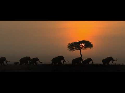 Alpha [2018] - Mammoth Screen Time