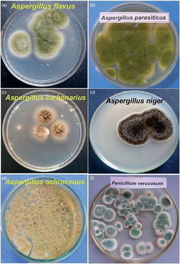 Czapek Dox Agar: Principle, Composition, Colony Characteristics • Microbe Online