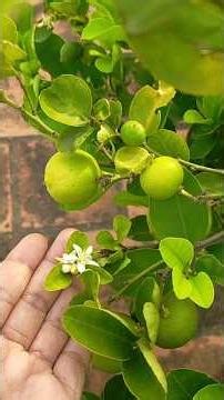 🥰#Just one spoonful of this fertilizer is enough for your non-flowering lemon plant to bloom in j...