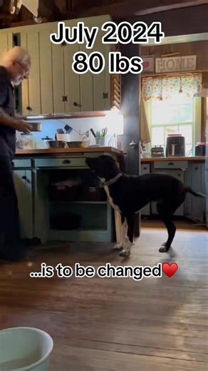 Today’s “28 for Tammy” is one of the hardest neglect cases we had sen in awhile. It truly kept Tammy up at night worrying if he would make it. DAY 4: SLIM JIM, now JIMMY. “Jimmy was 27 pounds upon his surrender, according to his intake papers. If he laid down, he would struggle to get back up because he was so weak. But he has the most incredibly resilient spirit! We saw a difference within just a few days and now, a year and a half later, he’s 93 pounds and our “house pony”! He’s a huge guy wit