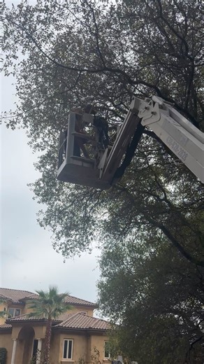 Lighting up oak limbs over driveway, that are hanging way too low. | Lyon's Tree Service | Facebook