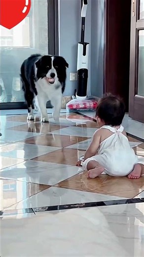 Border Collie Holds the Ball, Baby Refuses to Give Up – Heartwarming Ending!#Baby#BorderCollie