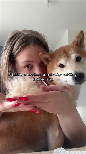 Je l’aime quand même #shibainu #mue #poils #dog #dogs