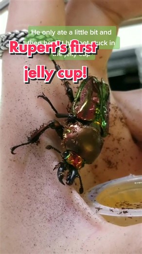 Rupert's First Jelly Cup! Beetle Feeding Time