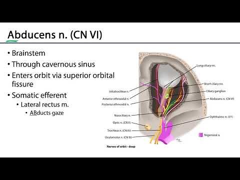 Innervation of the Eye - M1 Orbit & Eye Learning Objectives