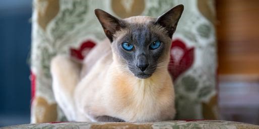 Can You Guess What Breeds These Cats Are?