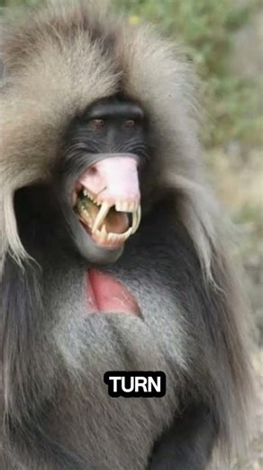 Baboon: Kings of Chaos #shorts#animals#baboon