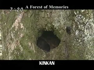 キンカンCM「やまおやじを探して」