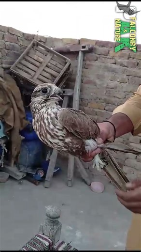Bird Release no 9 – Female Adult Laggar Falcon | Birds of Prey Conservation