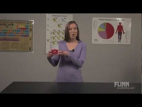 Diffusion Demonstration Model