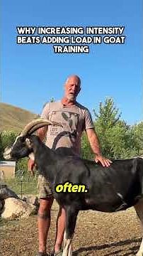 How to Condition Pack Goats for the Trail