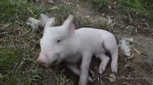 Farm Sanctuary wants to end farm animal abuse for good. Come join the herd! | Farm Sanctuary