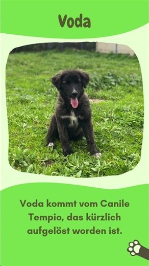 Verspielte Voda sucht ein Zuhause 🏡