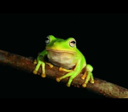 proxifier 使用下载教学