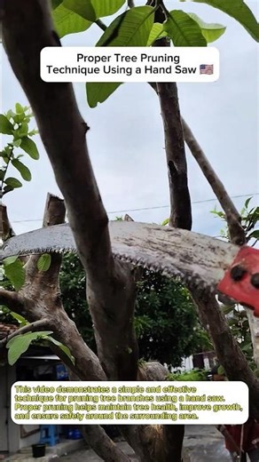 Proper Tree Pruning Technique Using a Hand Saw 🇺🇸