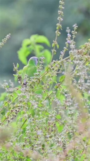 Senegal Parrot Poicephalus senegalus Western, Gambia 🇬🇲 | North Africa Parrot Services
