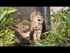 ベンガルヤマネコのあくび Leopard Cat Yawn