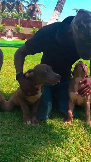 Subscreva o nosso canal #pitbull #pets #americanbully
