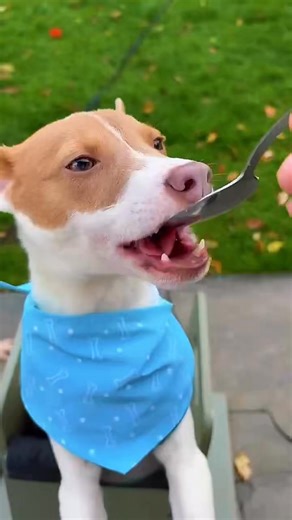 Tofu — the dog who literally eats better than most of us. Yeah, you read that right. This 7-month-old cutie has megaesophagus, which basically means he eats his meals sitting upright in his own little throne like the drama king he is 👑🥄. Don’t worry though, he's thriving. He just gets his puppy milkshake, chills in his chair to digest, and then zooms around like he didn’t just have a five-course meal. He’s good with everything: dogs, cats, kids, probably your plants too. He’s happy 24/7, loves