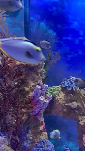 Colorful Blue Tang & Striped Damselfish in Coral Reef Tank Aquarium Shorts #reeffish #reefkeepers