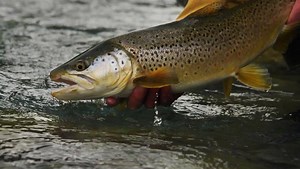 6.6K views · 181 reactions | One of the most surreal fish. We were struggling to find fish in low light and perched on a gravel shelf, spotting. On the pillow was a dark smudge, stationless. A flip of the dry and a hard hold on the rod & 2x and it was in the net in seconds.  | Jensen Fly Fishing | Facebook