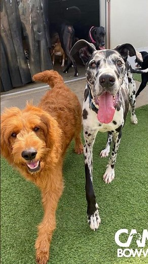 Have a great day — your dog will too!