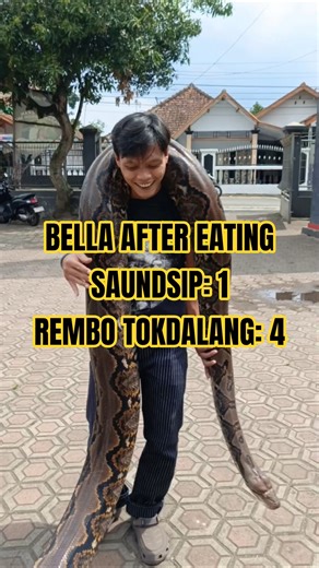 BERAT NYOH #ular #ularbesar #ularraksasa #snake #reptile #animals #python #shorts #foryou #fyp