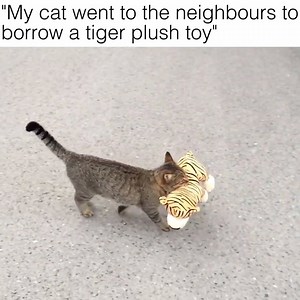 2.8M views · 3.9K reactions | This cat is a legend Credit: ViralHog | VT | Facebook