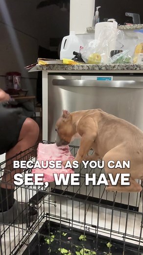 Can Dogs Eat Pork? Important Safety Tips