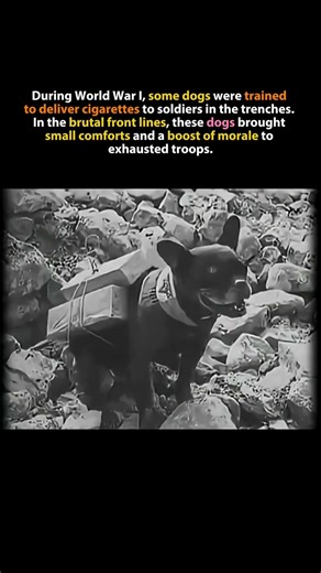 The WWI Dog That Delivered Cigarettes to Soldiers