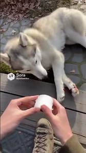 РАНЕНАЯ СОБАКА