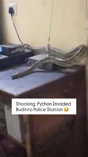 The Zimcelebs | 🐍 Unbelievable Scene: Python Slithers Into Budiriro Police Station! Officers stunned as the unexpected visitor causes a stir. | Instagram