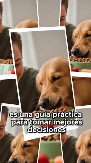 Guía práctica para elegir premios y alimentos que cuidan la digestión de tu perro