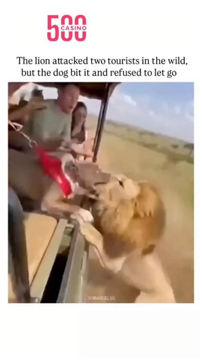 prime on Instagram: "- The post shares a 10-second video depicting a lion lunging at safari tourists before a dog latches onto its leg, holding firm amid chaos, captioned to highlight the dog's bravery. - Community replies and visual inspection reveal AI artifacts, including the dog's unnatural leg glitches and the lion's improbable restraint, suggesting fabricated content rather than real footage. - Posted by a "Deep Web" account known for sensational clips, it exemplifies 2025's surge in AI-ge