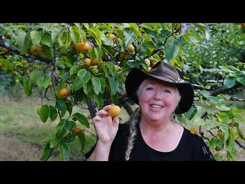 Raintree Nursery Fruit Feature: Chojuro Asian Pear!