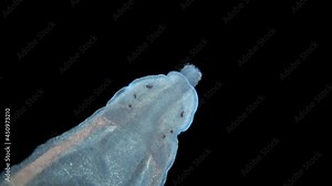 Worm Nemertea Prostoma sp. under the microscope, of the Tetrastemmatidae family. Freshwater species, predator. It can be seen how it works and turns inside out proboscis