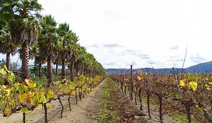 Valle de Casablanca: tour e degustação na vinícola Bodegas RE - Nós no Chile