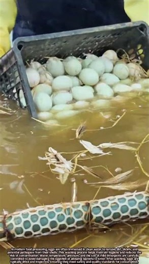 Scientific Process of Washing Eggs in Water to Ensure Cleanliness and Safety