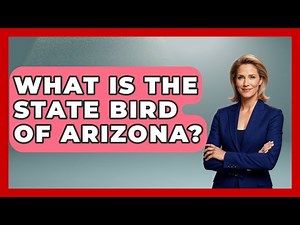 What Is The State Bird Of Arizona? - Bird Watching Diaries