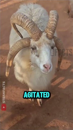Why Do Farmers Blindfold Their Goats? 🐐