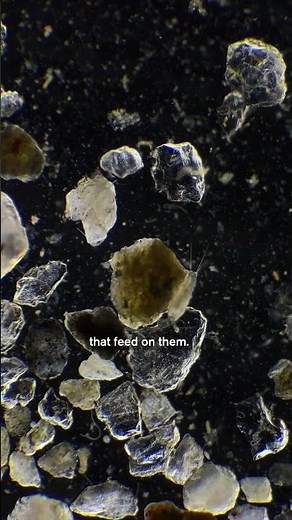 Beach Sand is Home to Tiny Organisms