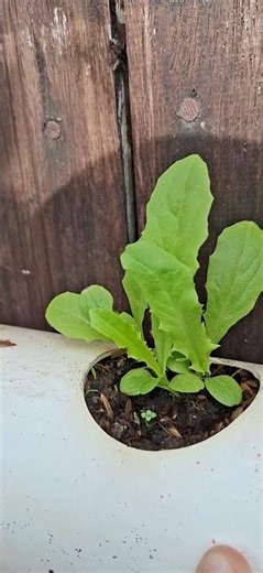 planting lettuce in PVC pipes #gardening #vegetablepicking #gardening